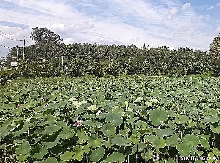 本溪景点:大浓湖荷花池