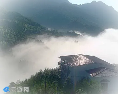 龙岩云顶茶园