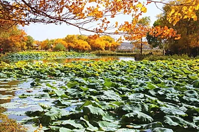 泽普金湖杨旅游景区