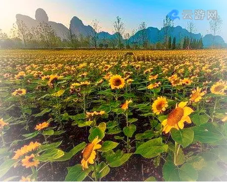 鹰潭龙虎山花语世界景区