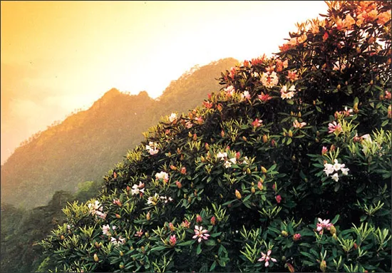 丽水松阳箬寮原始林风景区
