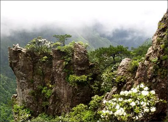 丽水松阳箬寮原始林风景区