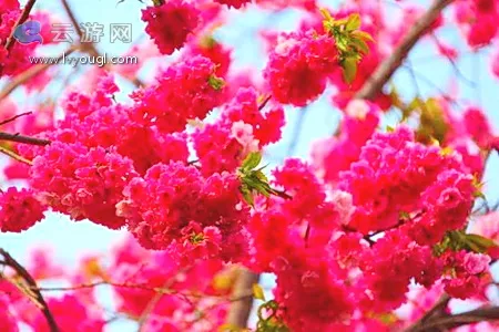 阳宗海樱花红艳艳