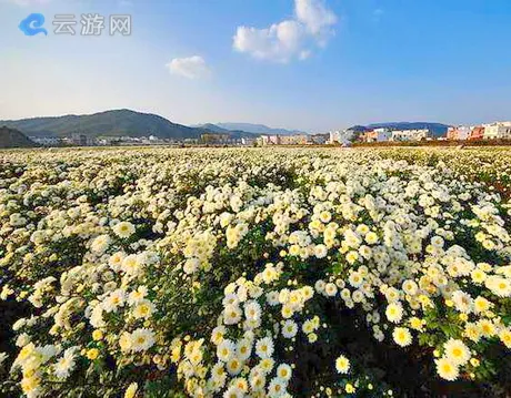 麻城福白菊博物馆