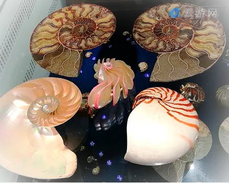 青岛贝壳博物馆