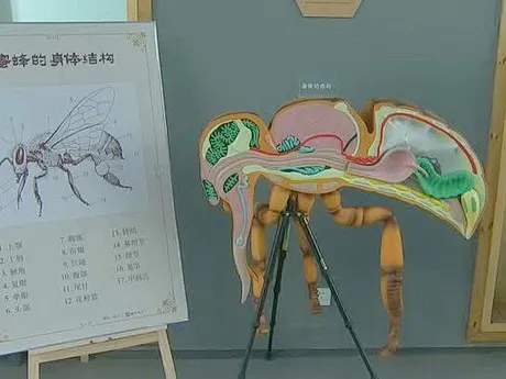 扬州蜜蜂博物馆