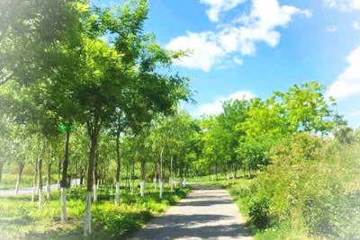 北京海淀区中关村森林公园