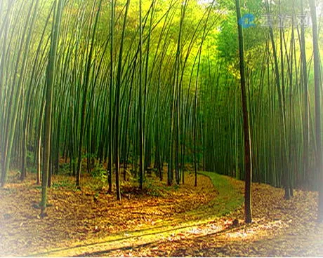 南川楠竹山森林公园