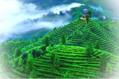 凌云茶山金字塔景区