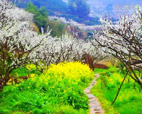 乐昌九峰桃花