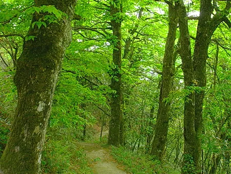 永州阳明山森林公园