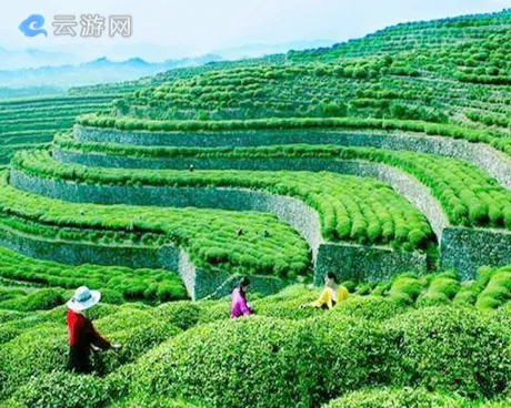 英山乌云山茶叶公园