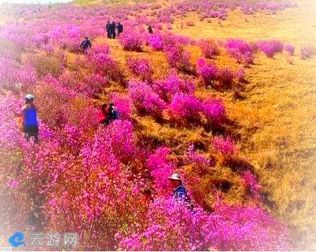 扎兰屯雅鲁杜鹃山