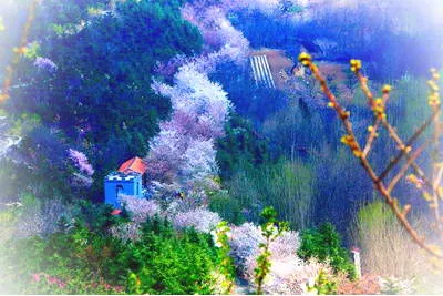 邹平樱花山景区