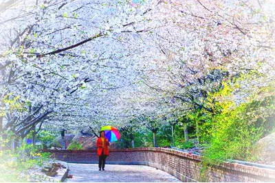 邹平樱花山景区