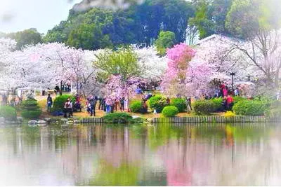 邹平樱花山景区