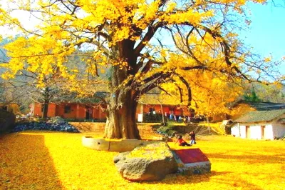 随州千年银杏谷景区