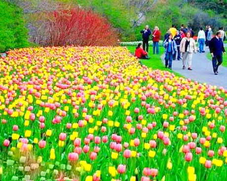夷陵小溪塔森林公园