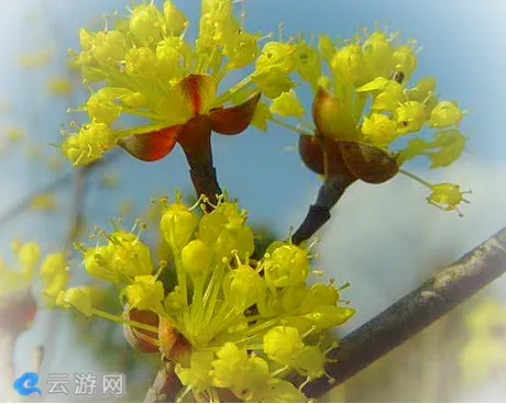 汉中佛坪山茱萸花