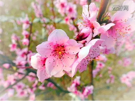 盐城龙冈桃花园
