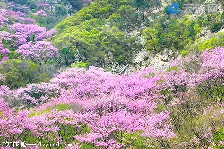 太平森林公园春景