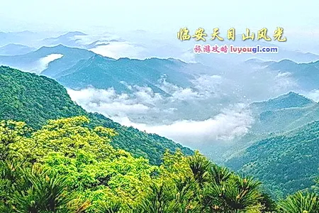 杭州临安天目山景区