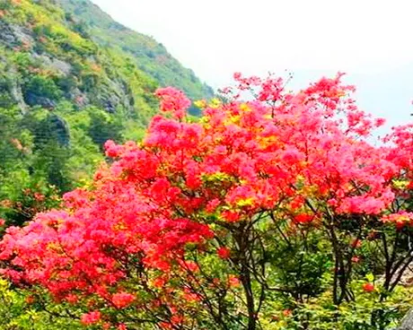 磐安高姥山杜鹃花海