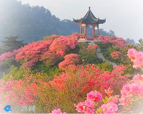 镇安木王森林公园