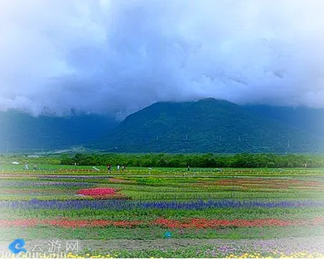 台湾花莲大农大富平地森林园区