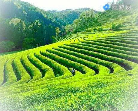 雅安蒙顶山旅游区