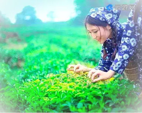 雅安蒙顶山旅游区