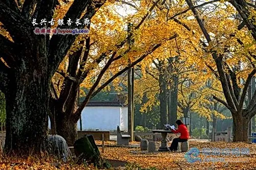 长兴小浦古银杏天泉