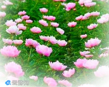 如东老坝港滩涂芍药花海