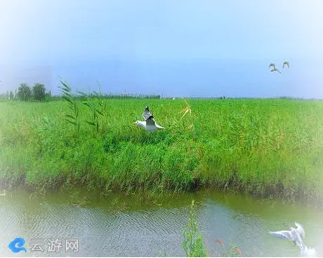天津大黄堡湿地自然保护区