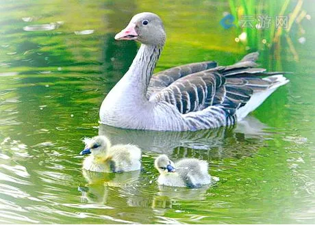 沈阳干河子岛
