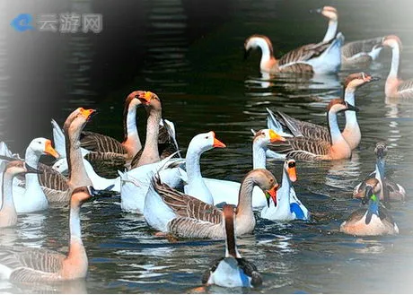 沈阳干河子岛