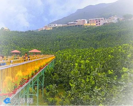 平和县高寨村柚园