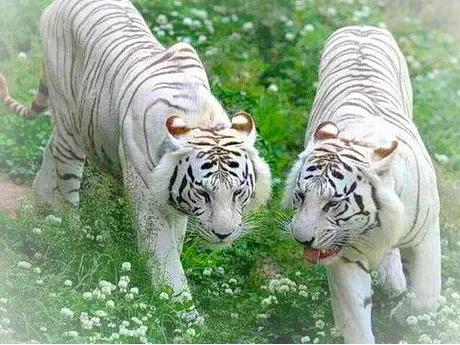 洛阳万安山野生动物欢乐世界