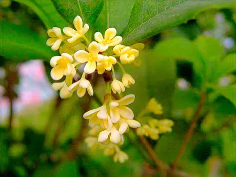 铜陵西部桂花博览园