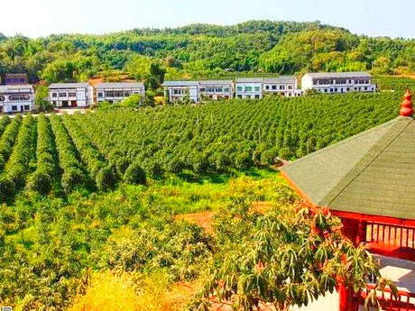 铜梁西部桂花博览园