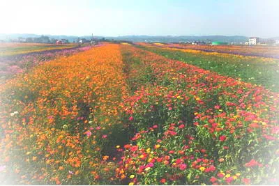 常德枫林花海