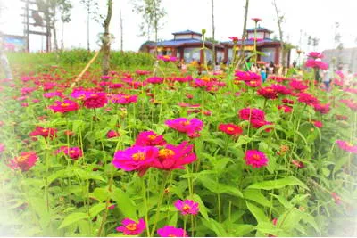 常德枫林花海