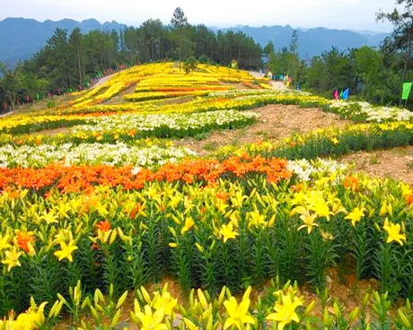 宜昌柏木坪茅家山百合花海宜昌柏木坪茅家山百合花海