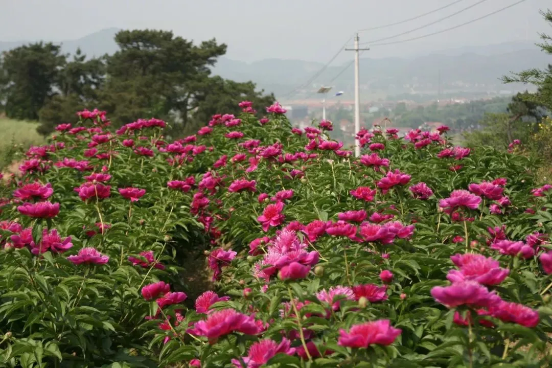 龙门花海2018赏花攻略，带你看最美鲜花