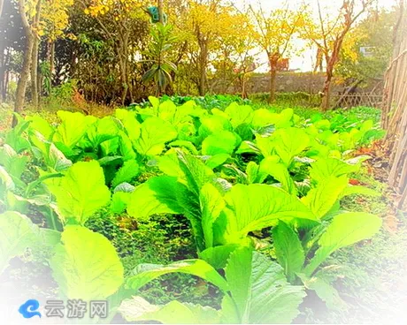 无锡桔湾农庄