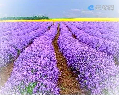 郑州普兰斯薰衣草庄园