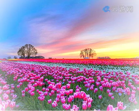 郑州普兰斯薰衣草庄园