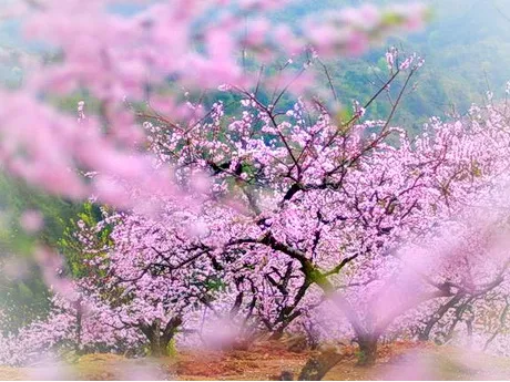 南阳塔子山梅花基地