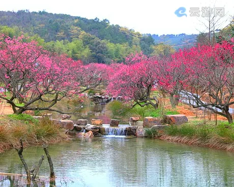 长兴林城梅园