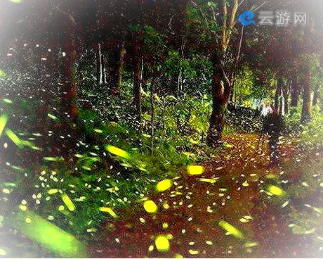 厦门萤火虫主题公园